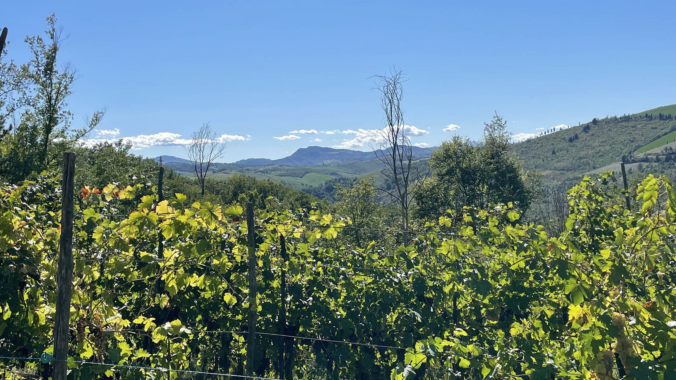 vino viña ozono uva pasa